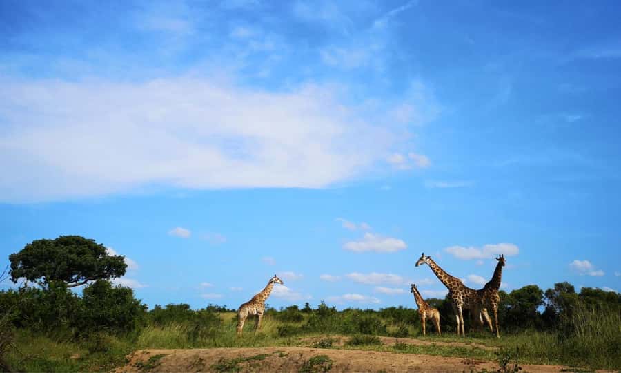 Durban: Hluhluwe Big 5 Safari with Pro Zeiss Binoculars - A 5 am pickup and the road north