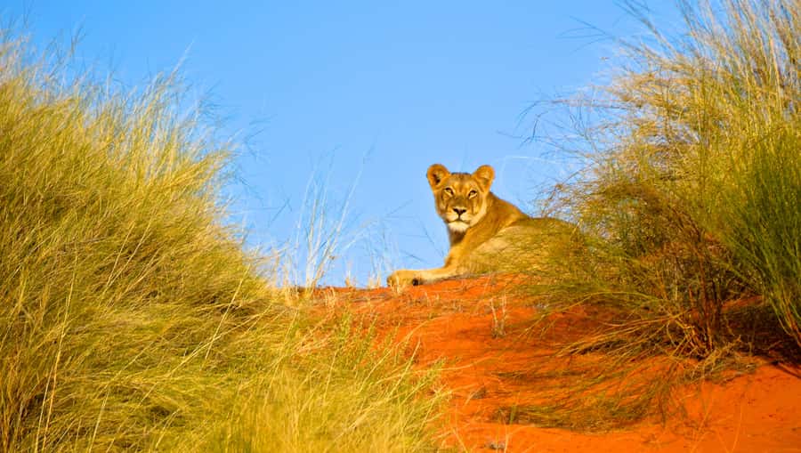Durban: Hluhluwe Imfolozi Safari & iSimangaliso Tour - Two KwaZulu-Natal parks in one demanding day
