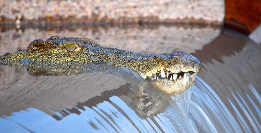 Durban: Hluhluwe Imfolozi Safari & iSimangaliso Tour - Starting from Durban and reaching iSimangaliso