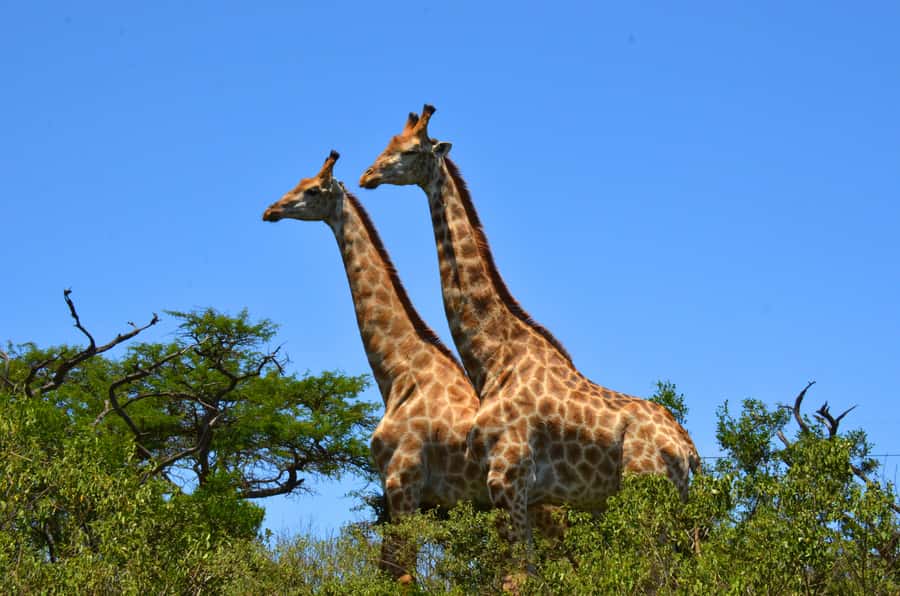 Durban: Hluhluwe Imfolozi Safari & iSimangaliso Tour - Lunch and the move to Hluhluwe Imfolozi
