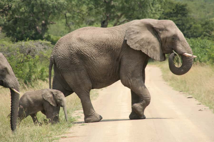 Durban: Hluhluwe Imfolozi Safari & iSimangaliso Tour - Safari through the oldest park in South Africa