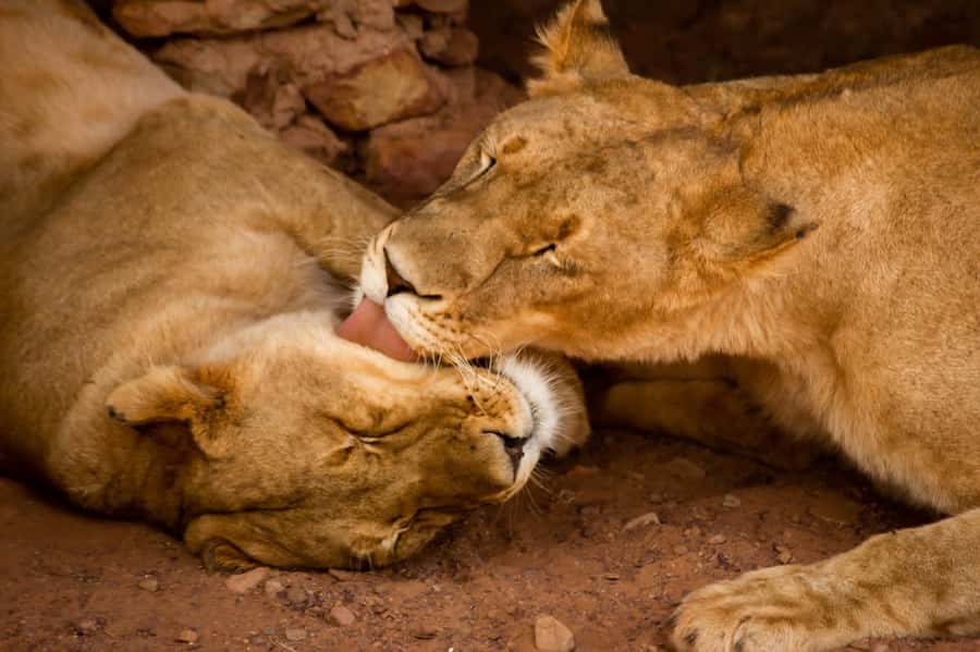 Early Morning Safari Big Five Experience Near Cape Town, SA - Booking flexibility and practical questions