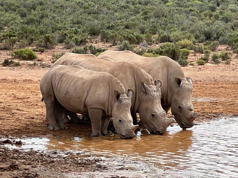 Early Morning Safari Big Five Experience Near Cape Town, SA - What the 2.5 to 3-hour game drive is like