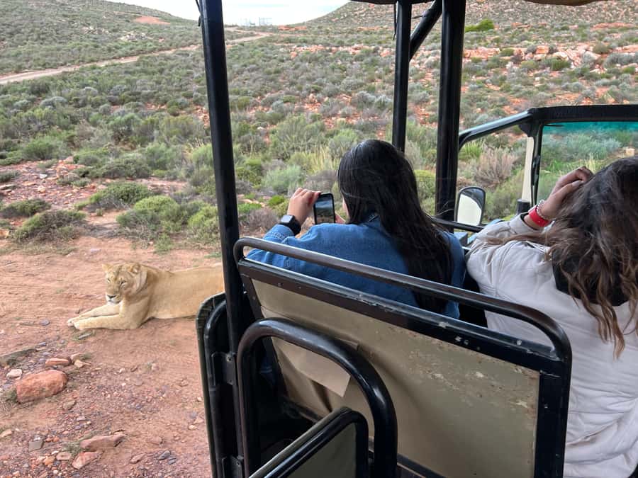 Early Morning Safari Big Five Experience Near Cape Town, SA - The value of seeing Africa’s Big Five near Cape Town