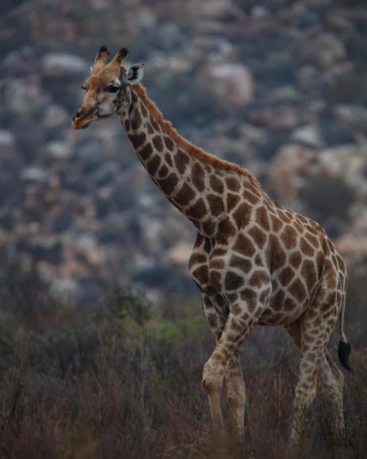 Early Morning Safari Big Five Experience Near Cape Town, SA - Arriving at the reserve for a halal buffet breakfast
