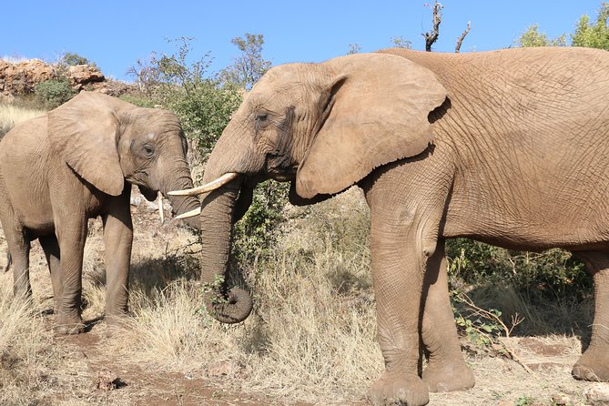 Elephant Experience & Lesedi Cultural Village - Glen Afric begins with coffee and Magaliesberg views