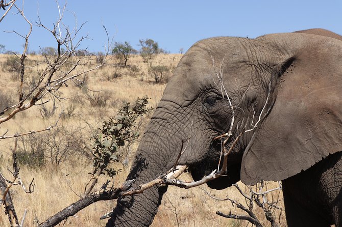 Elephant Experience & Lesedi Cultural Village - Why the small vehicle and named guides matter
