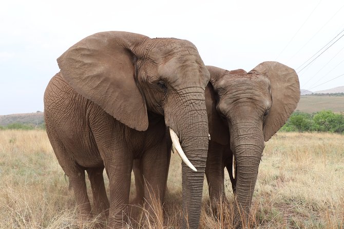 Elephant Experience & Lesedi Cultural Village - Who will enjoy this day most?