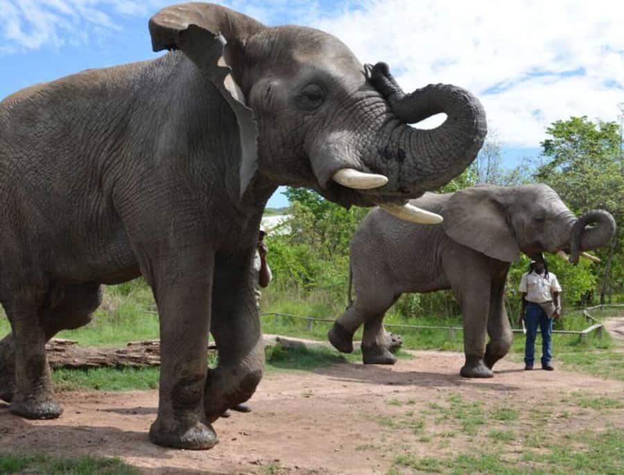 Elephant & Monkey Santuary with Lion Park Tour - A Big Wildlife Day from Johannesburg