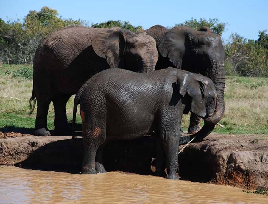 Elephant & Monkey Santuary with Lion Park Tour - The Morning Drive to Lion Park