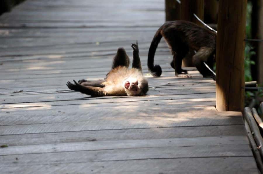 Elephant & Monkey Santuary with Lion Park Tour - Lunch, With an Important Booking Question