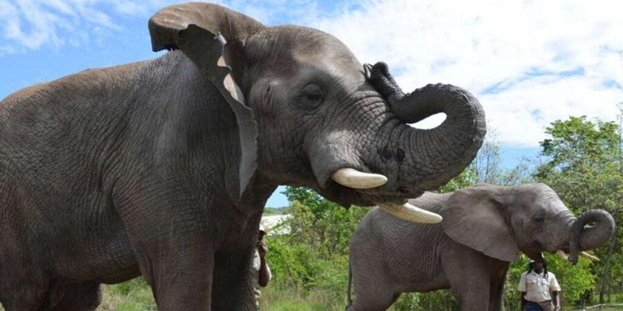 Elephant & Monkey Santuary with Lion Park Tour - How the Three Stops Compare