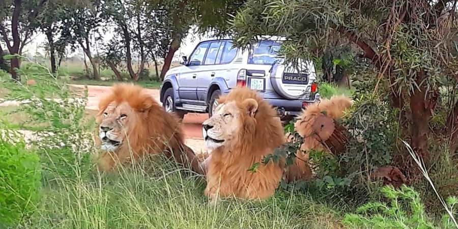 Elephant & Monkey Santuary with Lion Park Tour - Is the $373 Price Good Value?