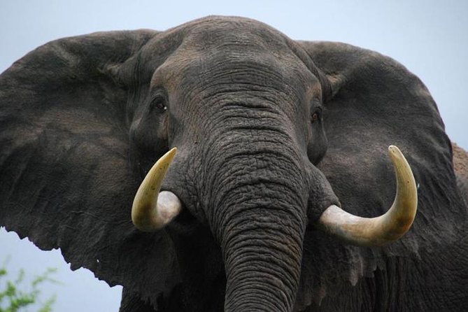Elephant Sanctuary Tour from Johannesburg - Key Points to Know Before You Go