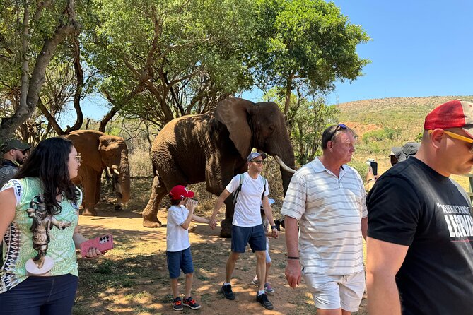 Elephant Sanctuary Tour from Johannesburg - Meeting Elephants Near Hartbeespoortdam