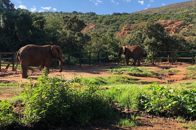 Elephant Sanctuary Tour from Johannesburg - Arriving at the Elephant Sanctuary