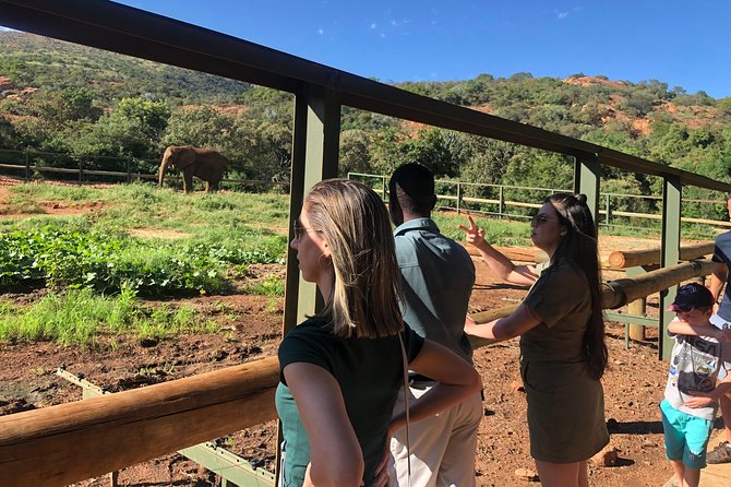 Elephant Sanctuary Tour from Johannesburg - Feeding the Elephants