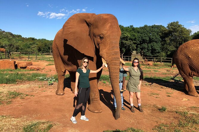 Elephant Sanctuary Tour from Johannesburg - Walking Beside These Gentle Giants