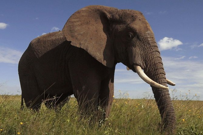 Elephant Sanctuary Tour from Johannesburg - What the Two-Hour Visit Feels Like