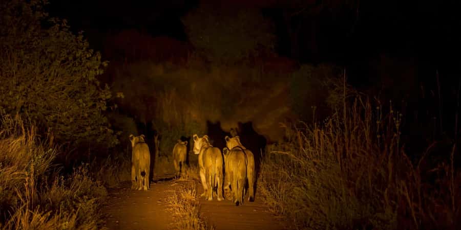 Evening Pilanesberg Safari Tour from Sun City - Key points to know before you book