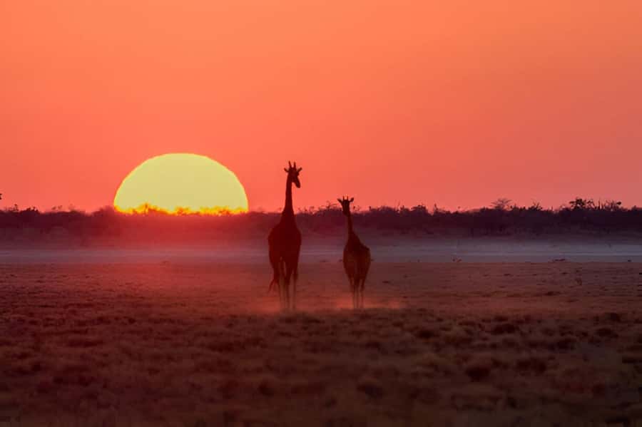 Evening Pilanesberg Safari Tour from Sun City - What you might see as the light fades