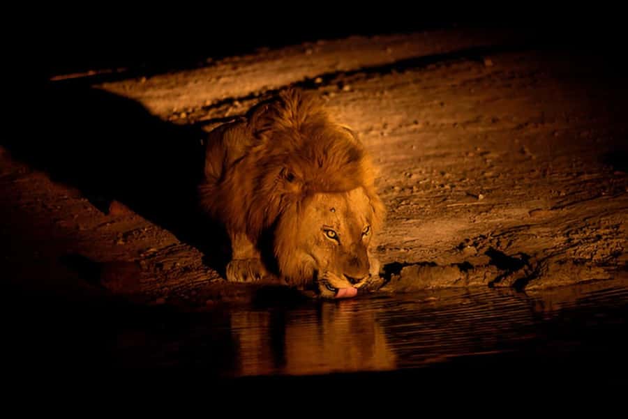 Evening Pilanesberg Safari Tour from Sun City - The real price: $59 plus the park fee