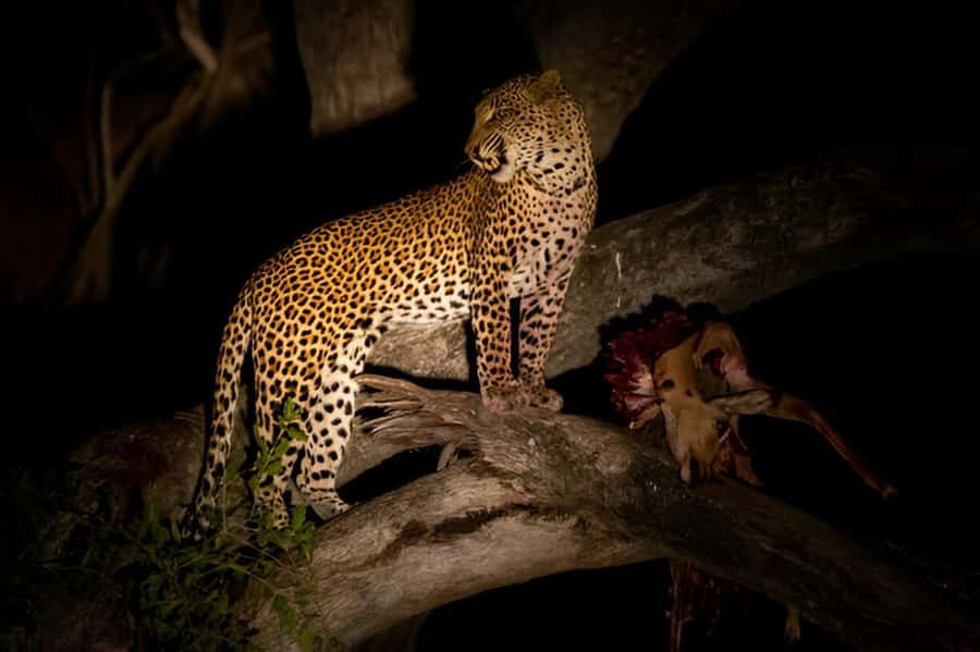 Evening Pilanesberg Safari Tour from Sun City - Simple ways to prepare