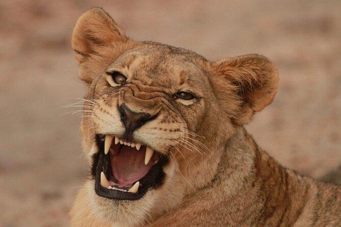 Exclusive Morning Game Drive Safari near Hoedspruit - Quick reasons to consider this safari