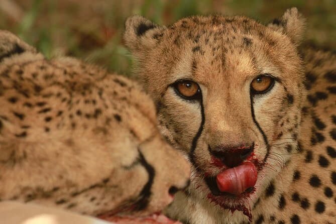 Exclusive Morning Game Drive Safari near Hoedspruit - An early start at Leadwood gate