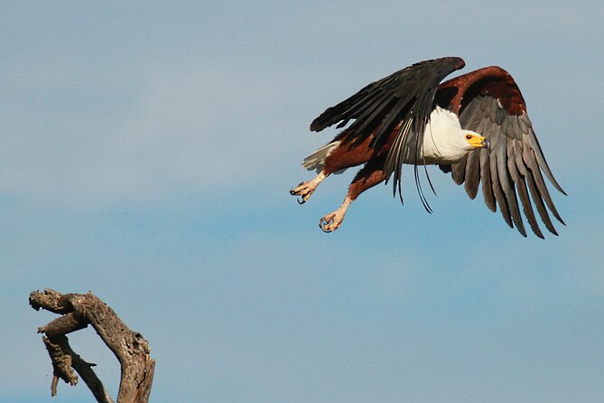Exclusive Morning Game Drive Safari near Hoedspruit - Coffee, rusks, and the waterhole stop