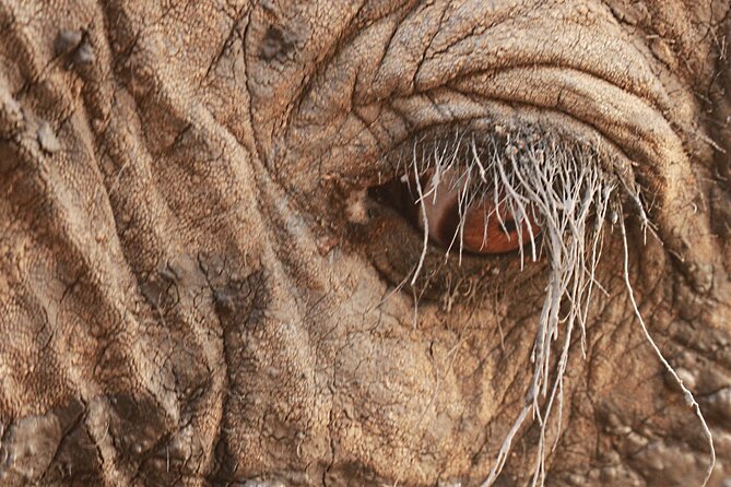 Exclusive Morning Game Drive Safari near Hoedspruit - Group size, comfort, and family suitability