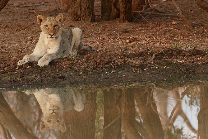 Exclusive Morning Game Drive Safari near Hoedspruit - Planning the morning properly