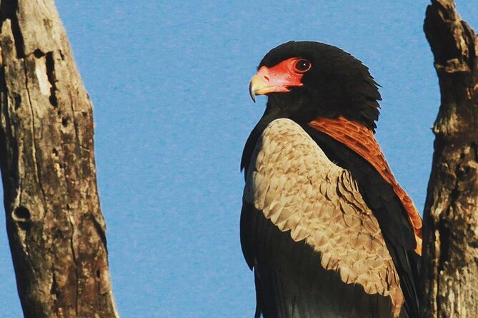 Exclusive Sunset Game Drive Safari near Hoedspruit - Why the private format matters
