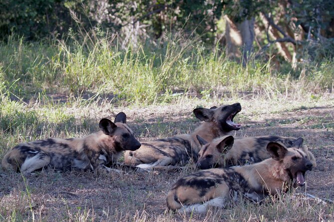 Exclusive Sunset Game Drive Safari near Hoedspruit - Big mammals, small details, and birds