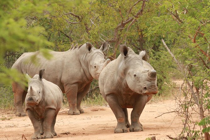 Exclusive Sunset Game Drive Safari near Hoedspruit - The open safari vehicle