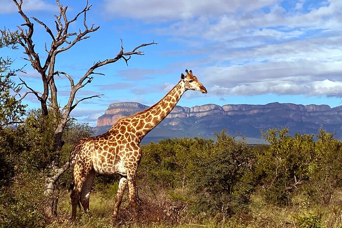 Exclusive Sunset Game Drive Safari near Hoedspruit - The strongest parts of the experience