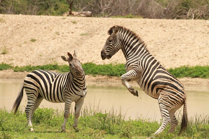 Exclusive Sunset Game Drive Safari near Hoedspruit - What you should not expect