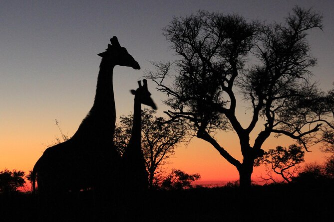 Exclusive Sunset Game Drive Safari near Hoedspruit - Searching a 5,500-hectare reserve