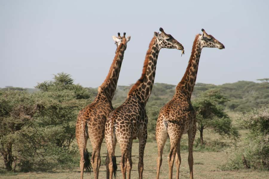 Experience an Amazing Big5 Safari near Cape Town! - A Cape Town safari without an overnight stay