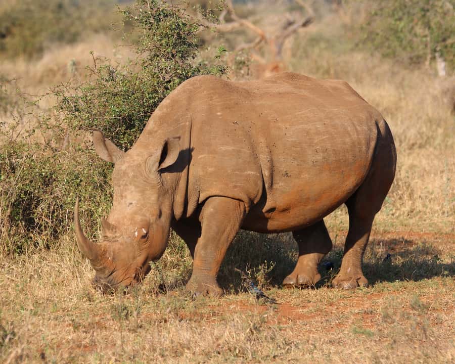 Experience an Amazing Big5 Safari near Cape Town! - Two to three hours looking for the Big Five