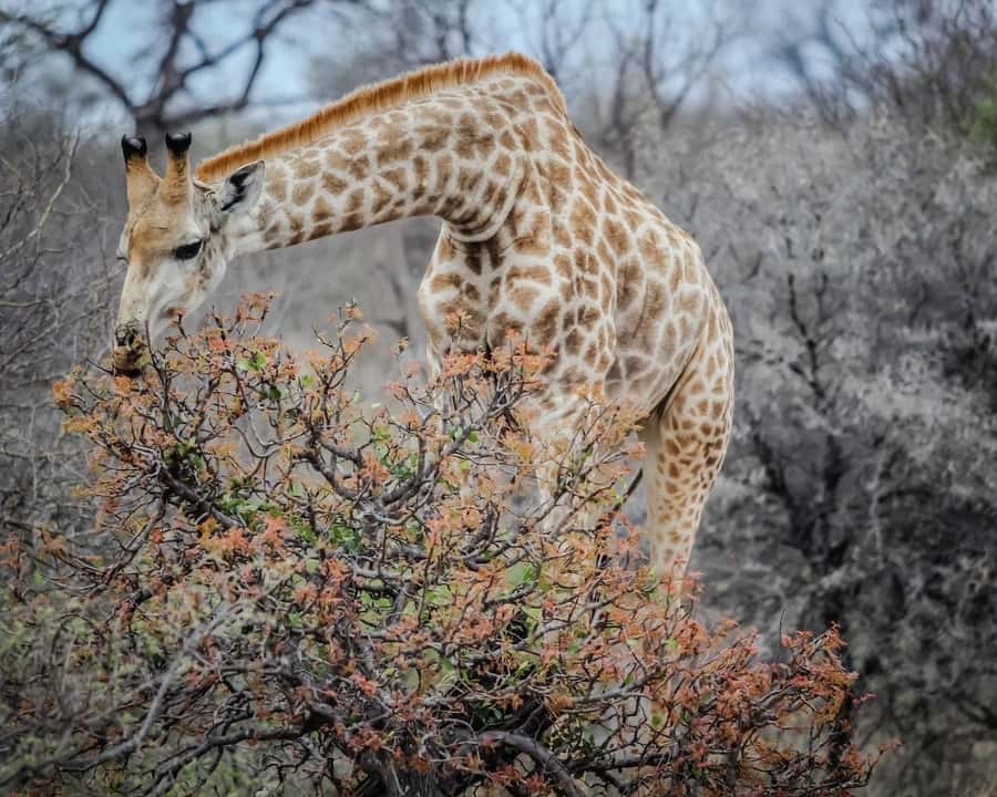 Experience an Amazing Big5 Safari near Cape Town! - More than lions and elephants