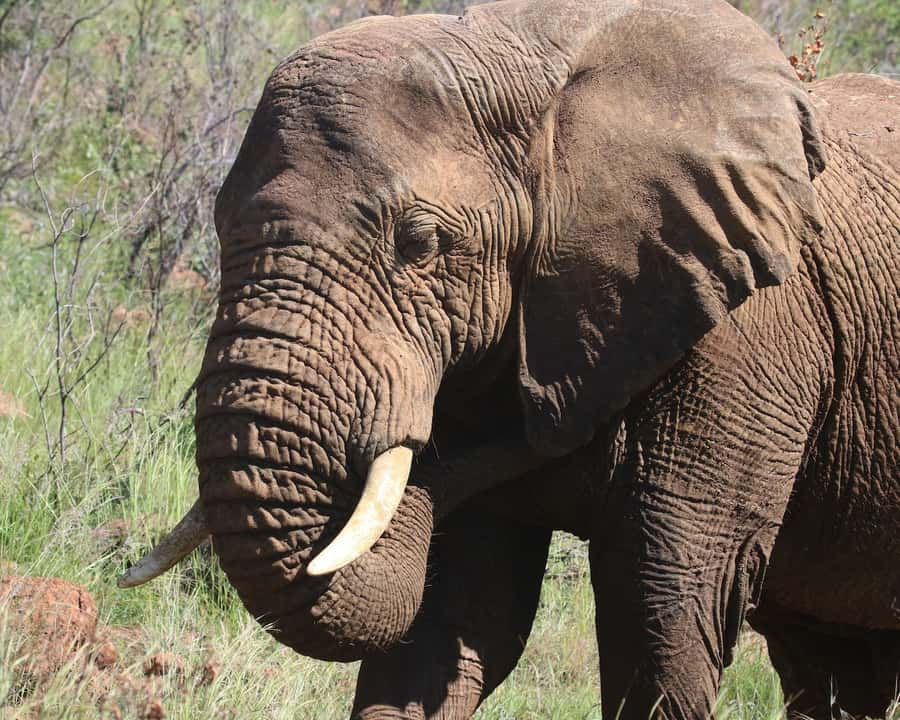 Experience an Amazing Big5 Safari near Cape Town! - What the $345 price really covers