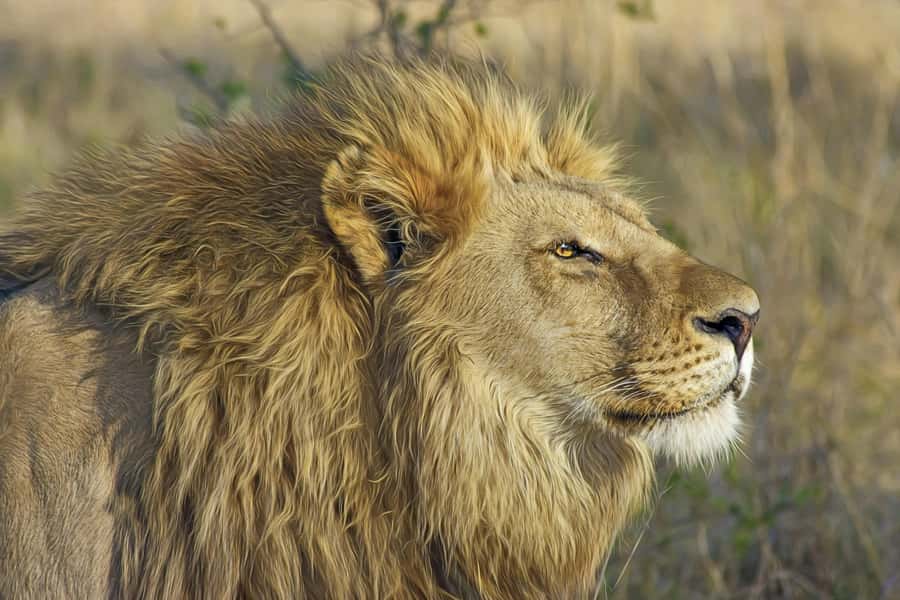 Experience an Amazing Big5 Safari near Cape Town! - Arrival, wine, lunch, and a little breathing room