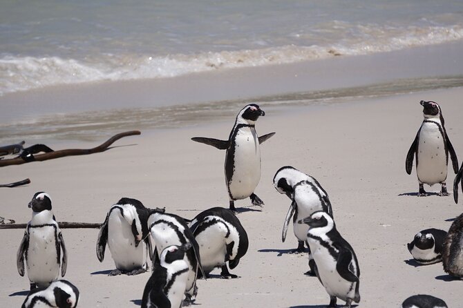 Explore Cape of Good Hope and Boulders Beach: Private Tour - Hout Bay and the optional Seal Island trip