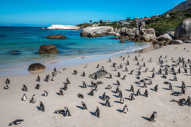 Explore Cape of Good Hope and Boulders Beach: Private Tour - One hour with the African penguins at Boulders Beach