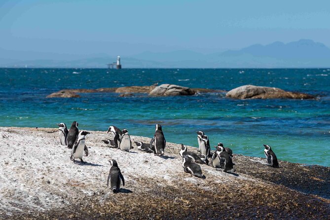 Explore Cape of Good Hope and Boulders Beach: Private Tour - Cape of Good Hope and the Cape Point lighthouse