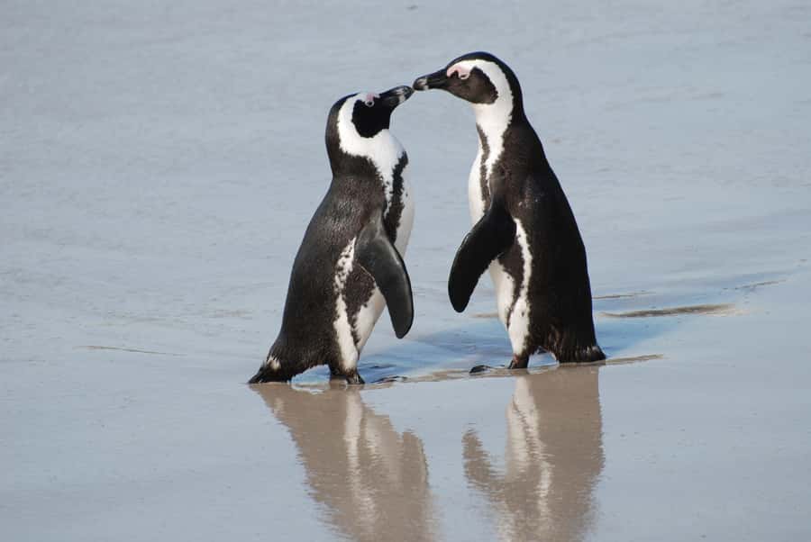 Explore: Cape of Good Hope and Penguins Full-Day Tour - Starting in Bo-Kaap and along the Atlantic Seaboard