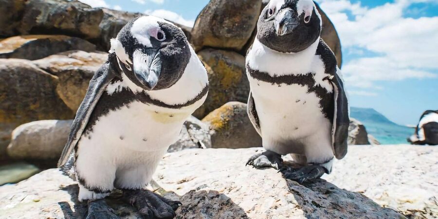 Explore: Cape of Good Hope and Penguins Full-Day Tour - What the $51 price really covers