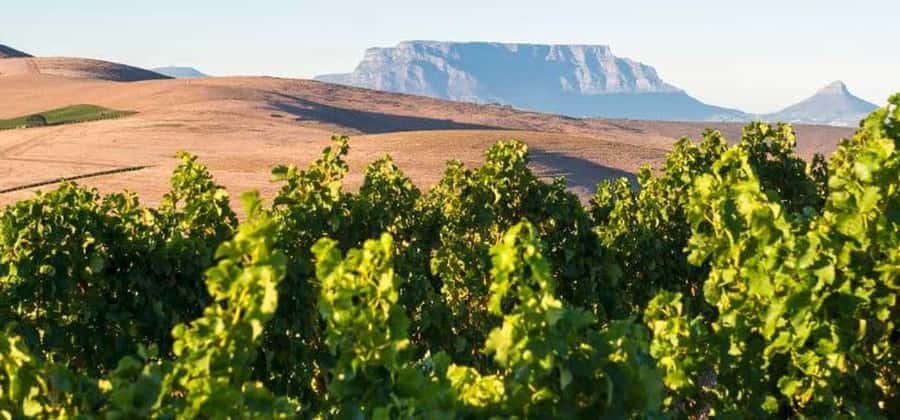 Explore Table Mountain, Kirstenbosch, & Constantia wineries. - Table Mountain before the queues