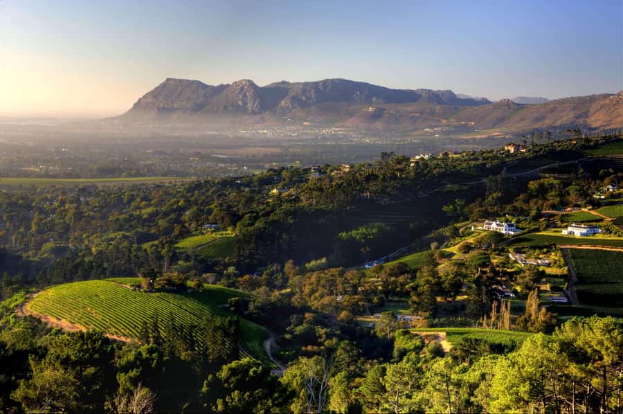 Explore Table Mountain, Kirstenbosch, & Constantia wineries. - The guide makes the route easier